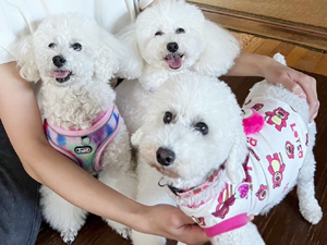 モデル犬卒業後、里親さん宅での様子☆～サンちゃん・スピカちゃん・ココットちゃん～
